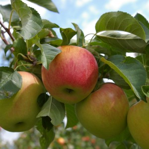 Biologische, zertifizierte und aktivierte Spritzmittel.