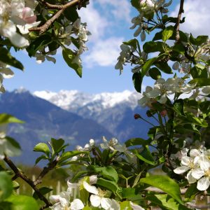 Biologische, zertifizierte und aktivierte Düngemittel.